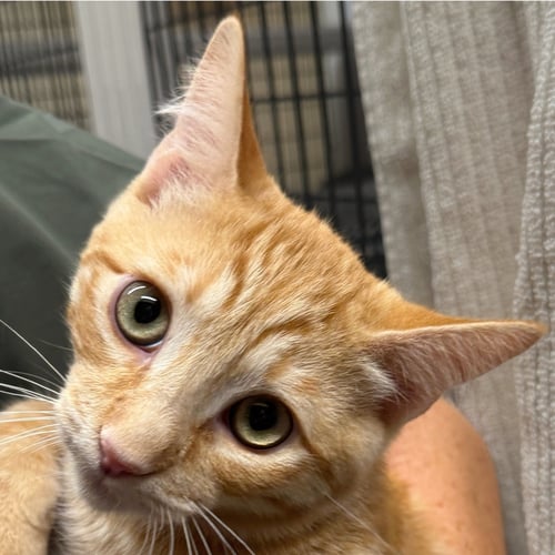 TAROCCO - Domestic Short Hair available for adoption