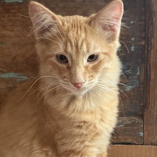 REDFORD - Domestic Medium Hair available for adoption