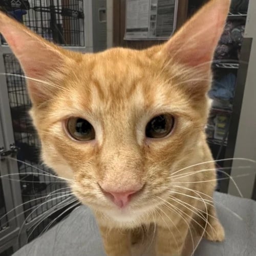REDFORD - Domestic Medium Hair available for adoption