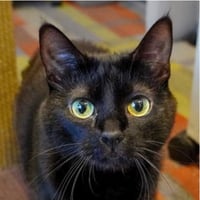 Dilly [Permanent Foster] - Photo 2