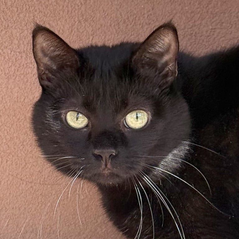 Dilly [Permanent Foster] Image