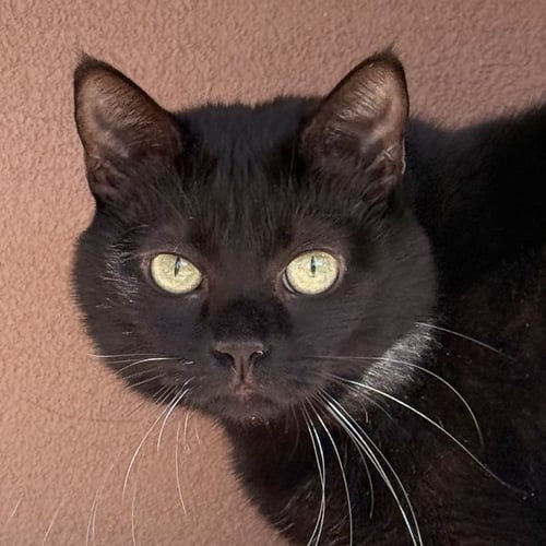 DILLY [PERMANENT FOSTER] - Domestic Short Hair available for adoption
