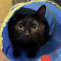 Dilly [Permanent Foster] - Photo 3