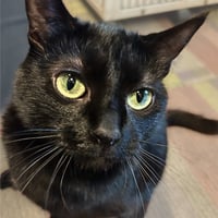 Dilly [Permanent Foster] - Photo 4