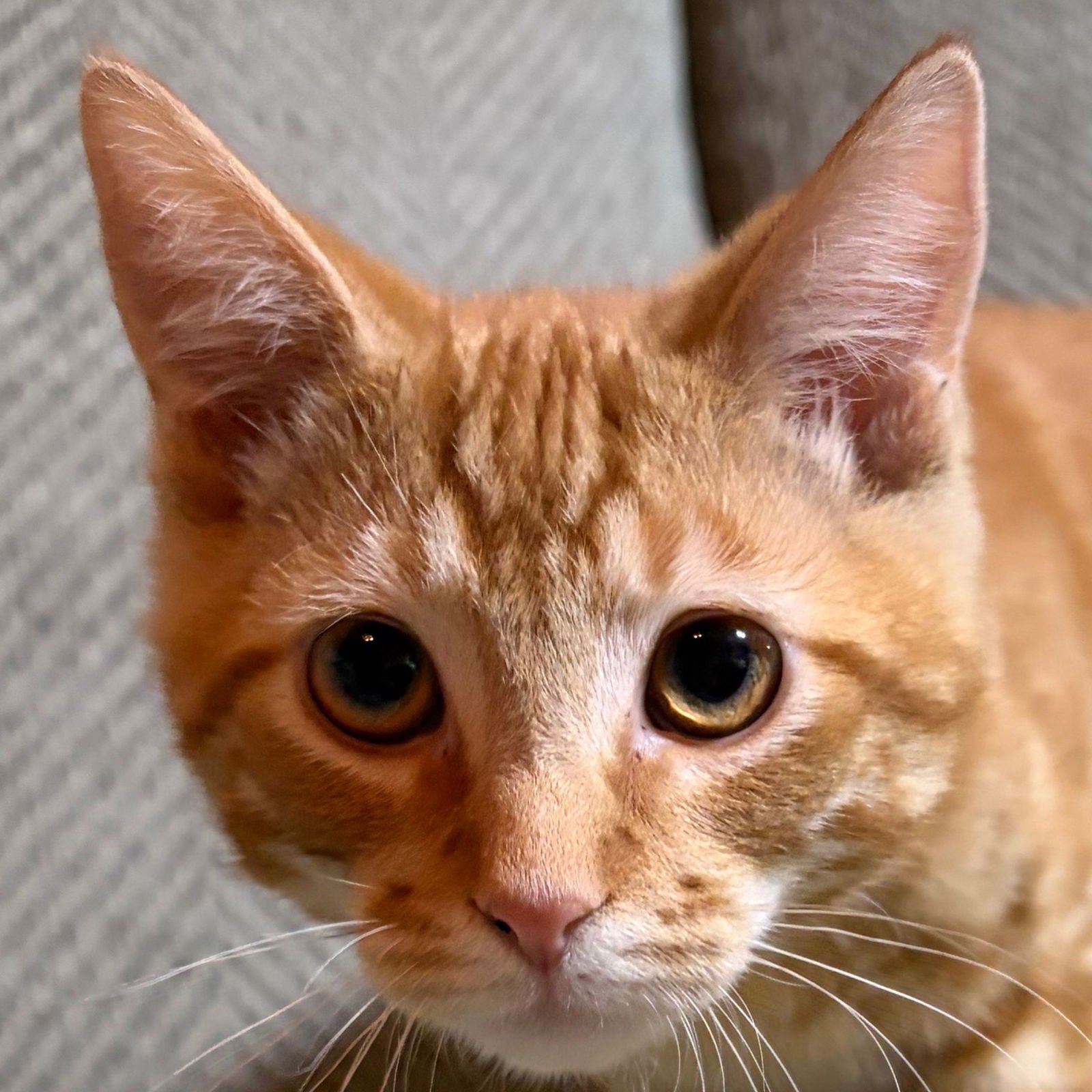 PUMPKIN ROLL - Domestic Short Hair available for adoption