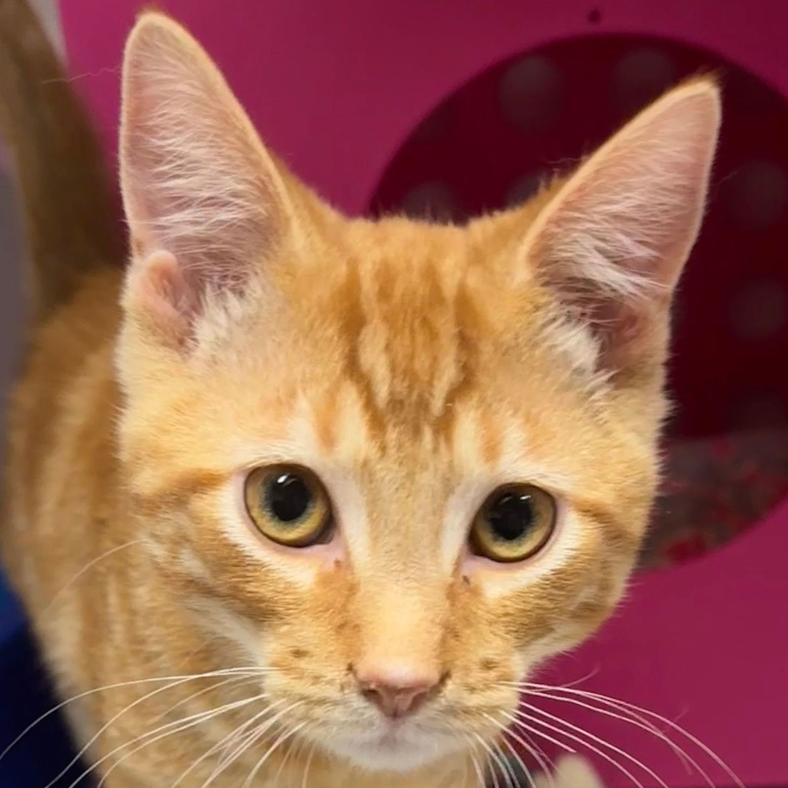 PUMPKIN ROLL - Domestic Short Hair available for adoption