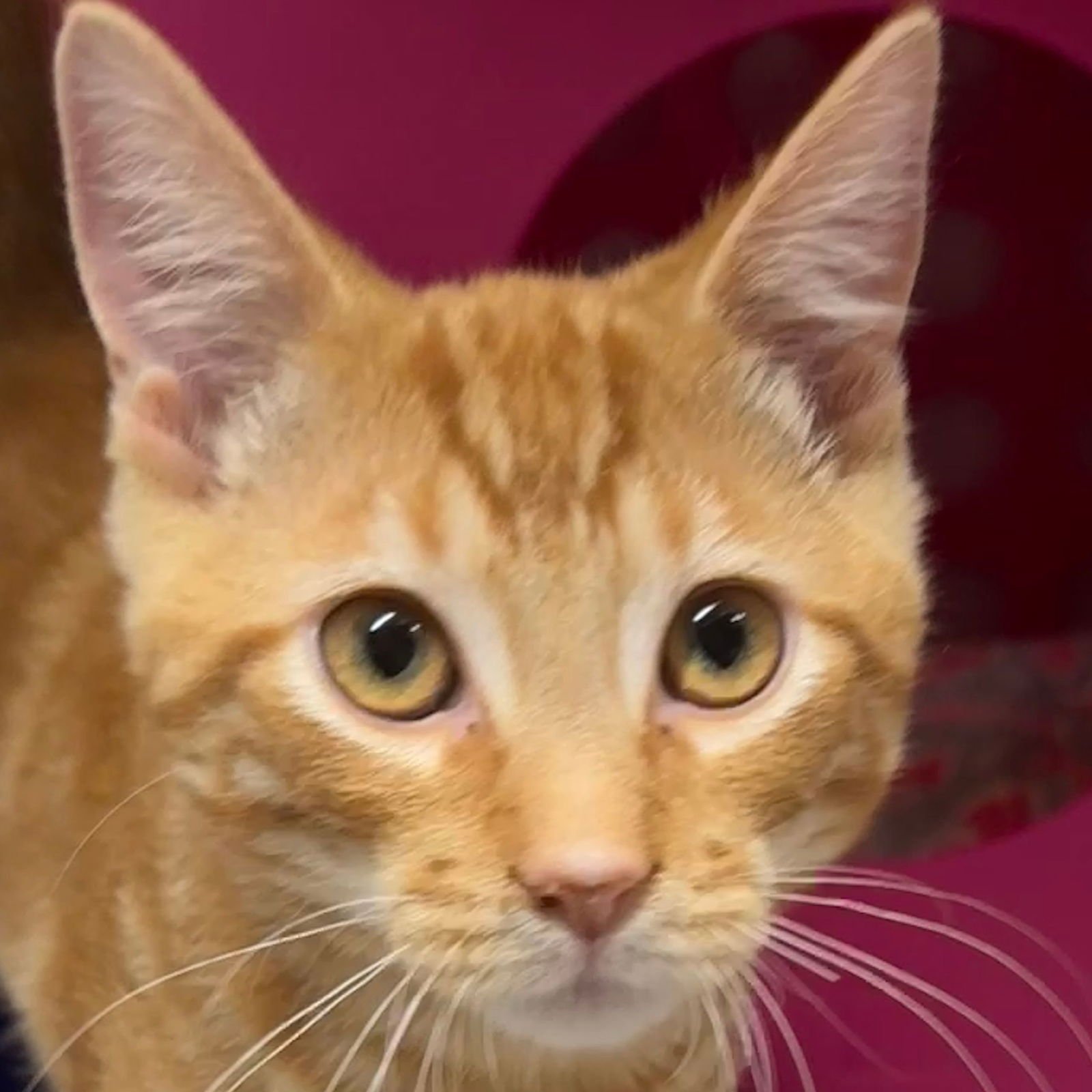 Pumpkin Roll - Photo 3