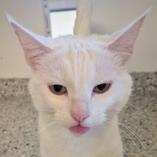 DIVA - Domestic Short Hair available for adoption