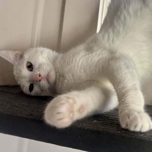 DIVA - Domestic Short Hair available for adoption