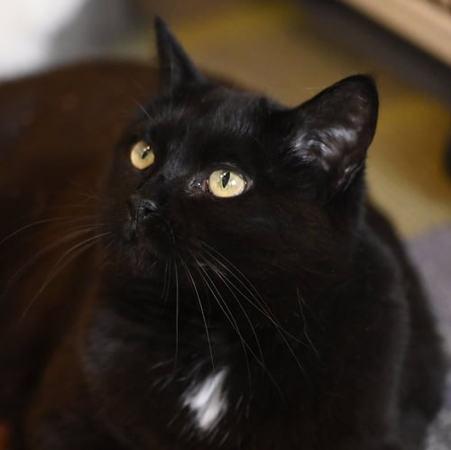 TAYLOR - Domestic Short Hair available for adoption