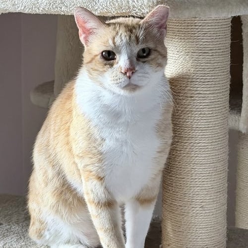 JIMMY - Domestic Short Hair available for adoption