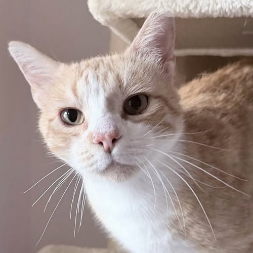 JIMMY - Domestic Short Hair available for adoption