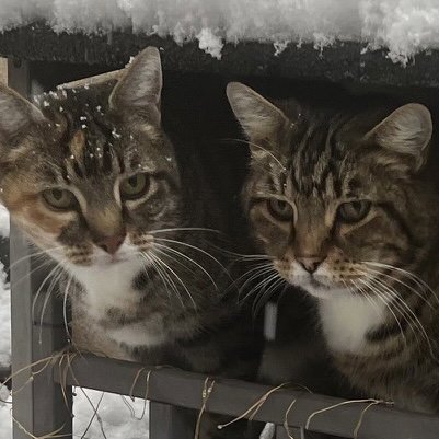 MINA [AND KIKO] - Domestic Short Hair available for adoption