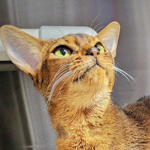 BASIL - Abyssinian available for adoption