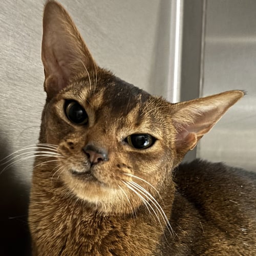 BASIL - Abyssinian available for adoption