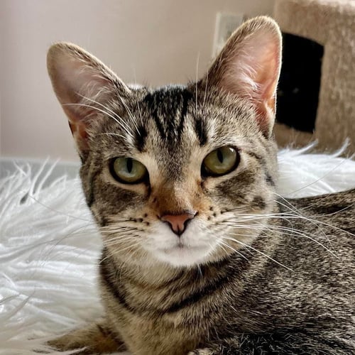 BLAIR - Domestic Short Hair available for adoption