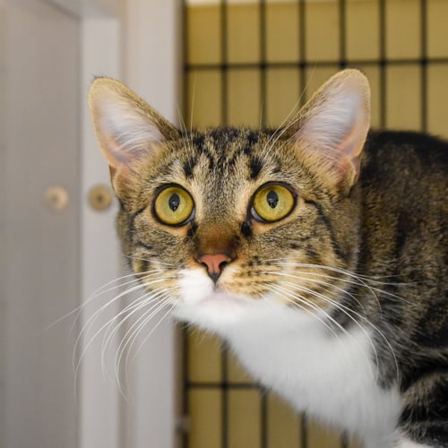 BLAIR - Domestic Short Hair available for adoption