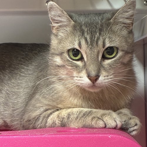 BAMBI - Domestic Short Hair available for adoption