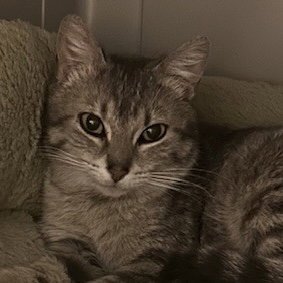 BAMBI - Domestic Short Hair available for adoption