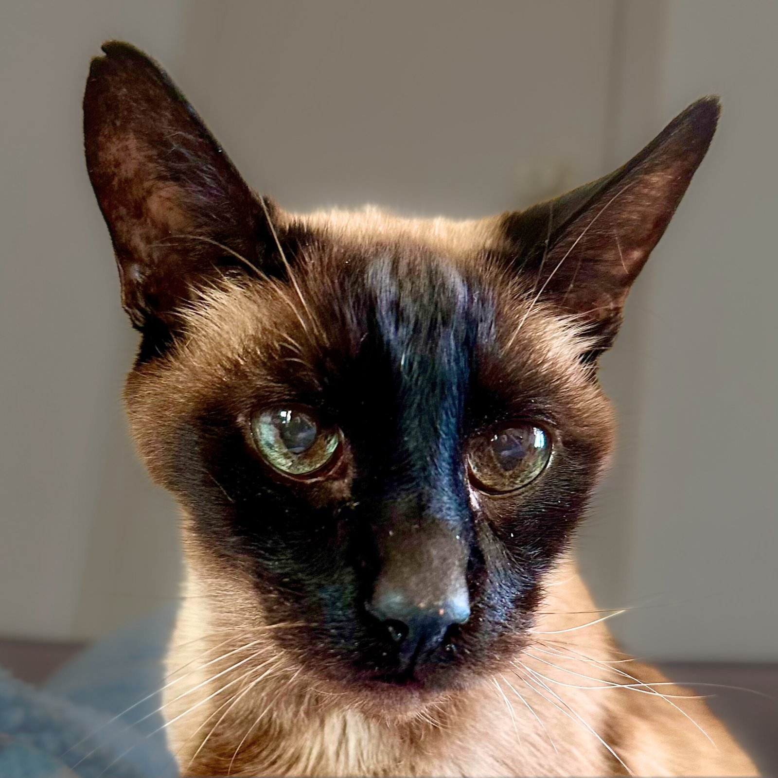 RUDI - Domestic Short Hair / Siamese available for adoption