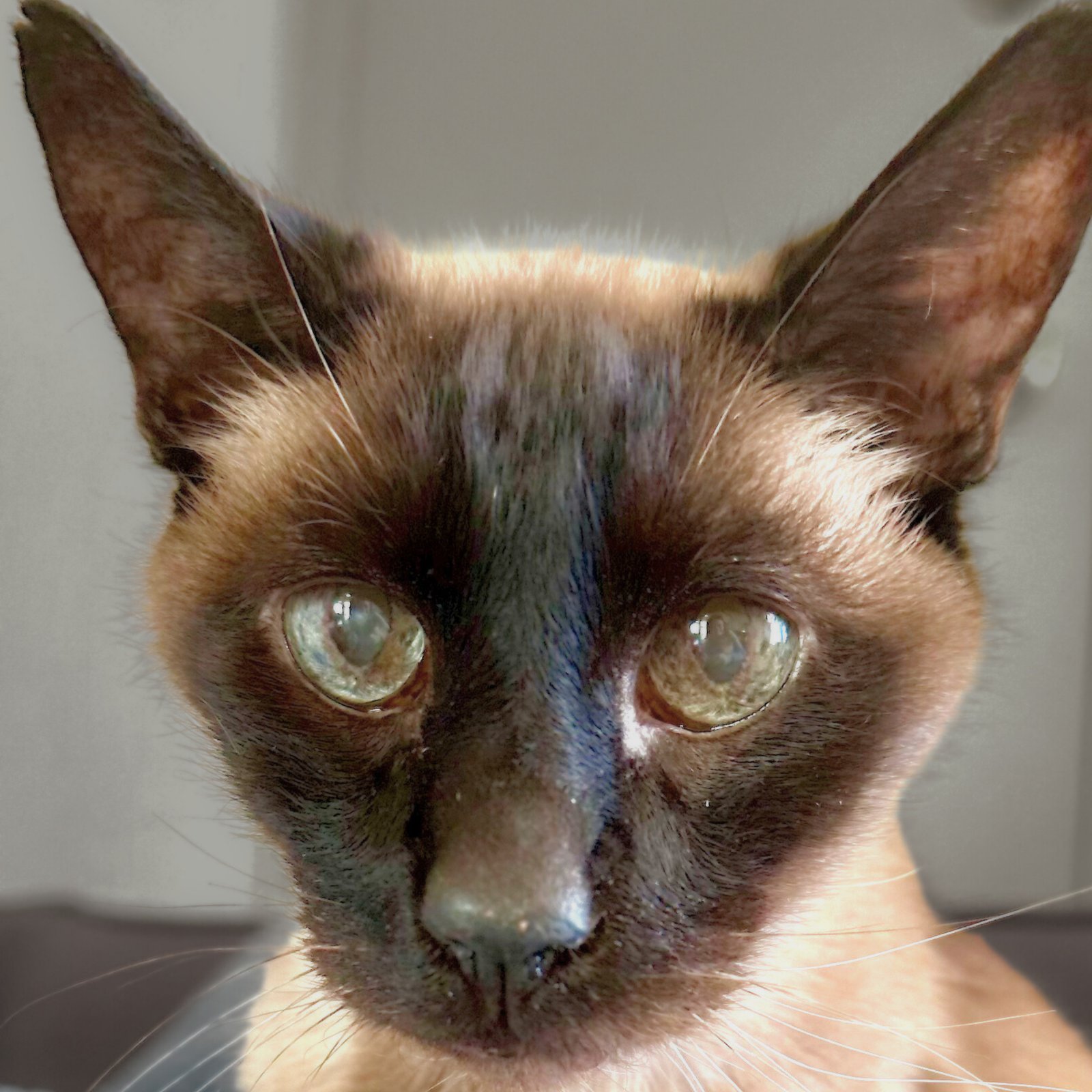 RUDI - Domestic Short Hair / Siamese available for adoption