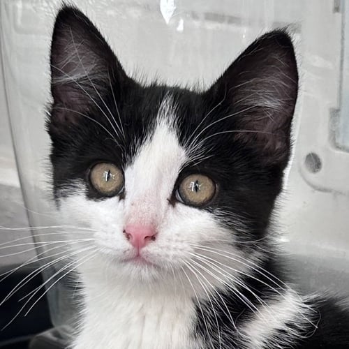 LAIKA - Domestic Short Hair available for adoption