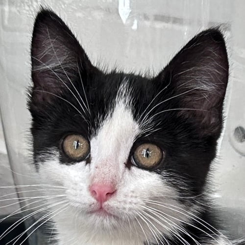 LAIKA - Domestic Short Hair available for adoption