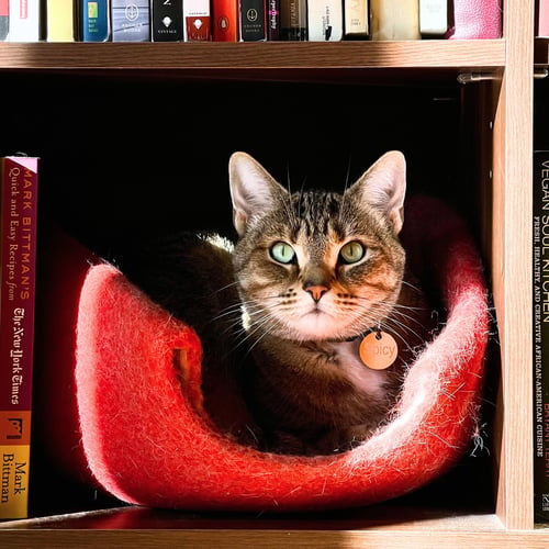 SPICIE - Domestic Short Hair available for adoption