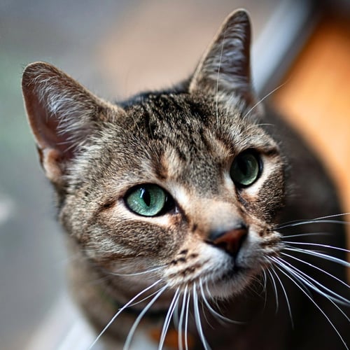 SPICIE - Domestic Short Hair available for adoption