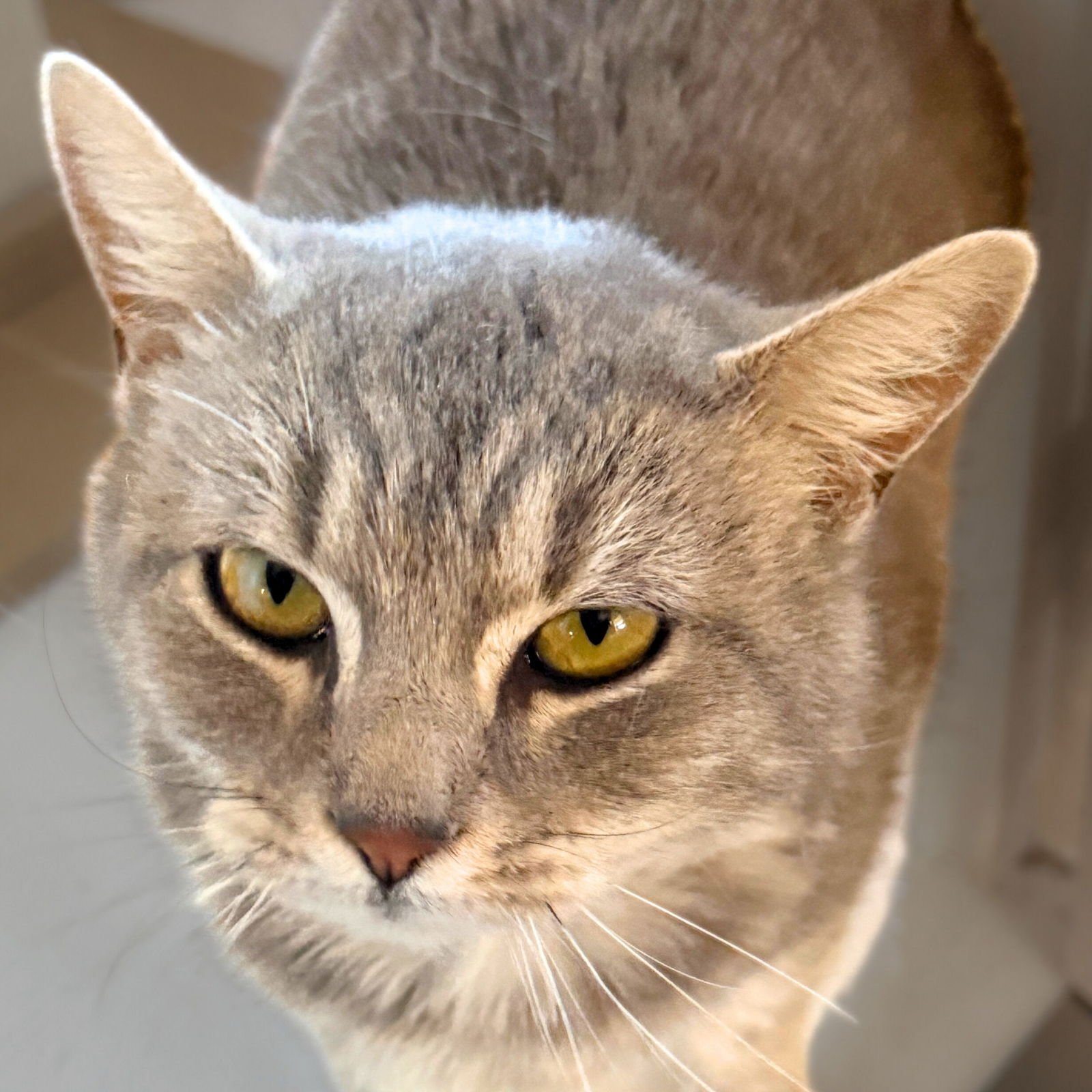 GIGI - Domestic Short Hair available for adoption