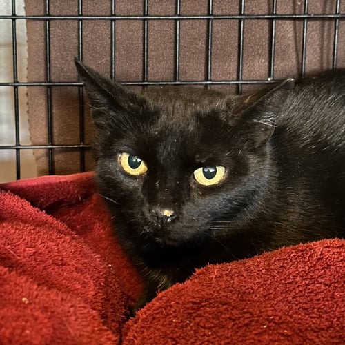 TELLICHERRY - Domestic Short Hair available for adoption