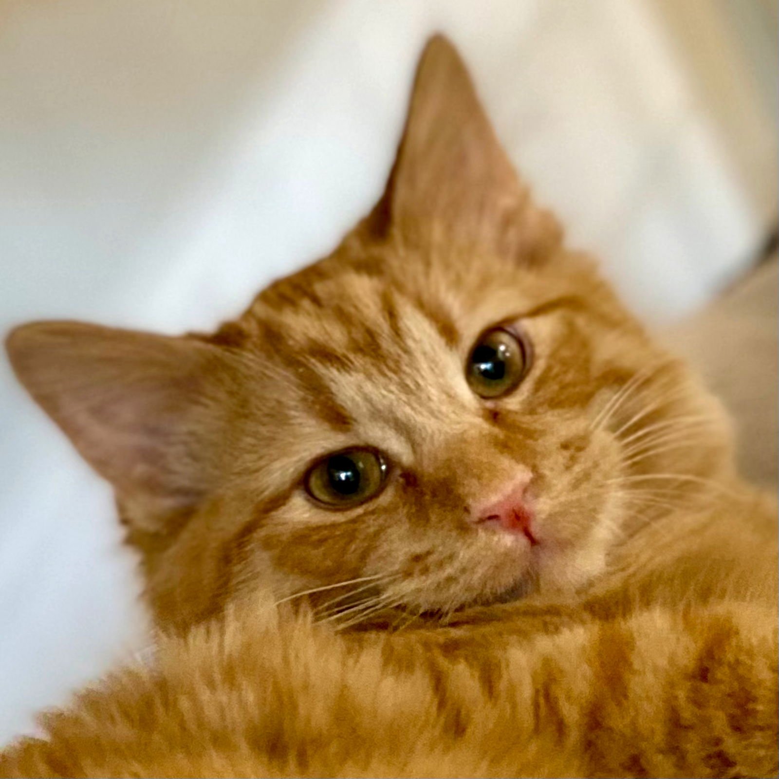 MIMOLETTE - Domestic Medium Hair available for adoption