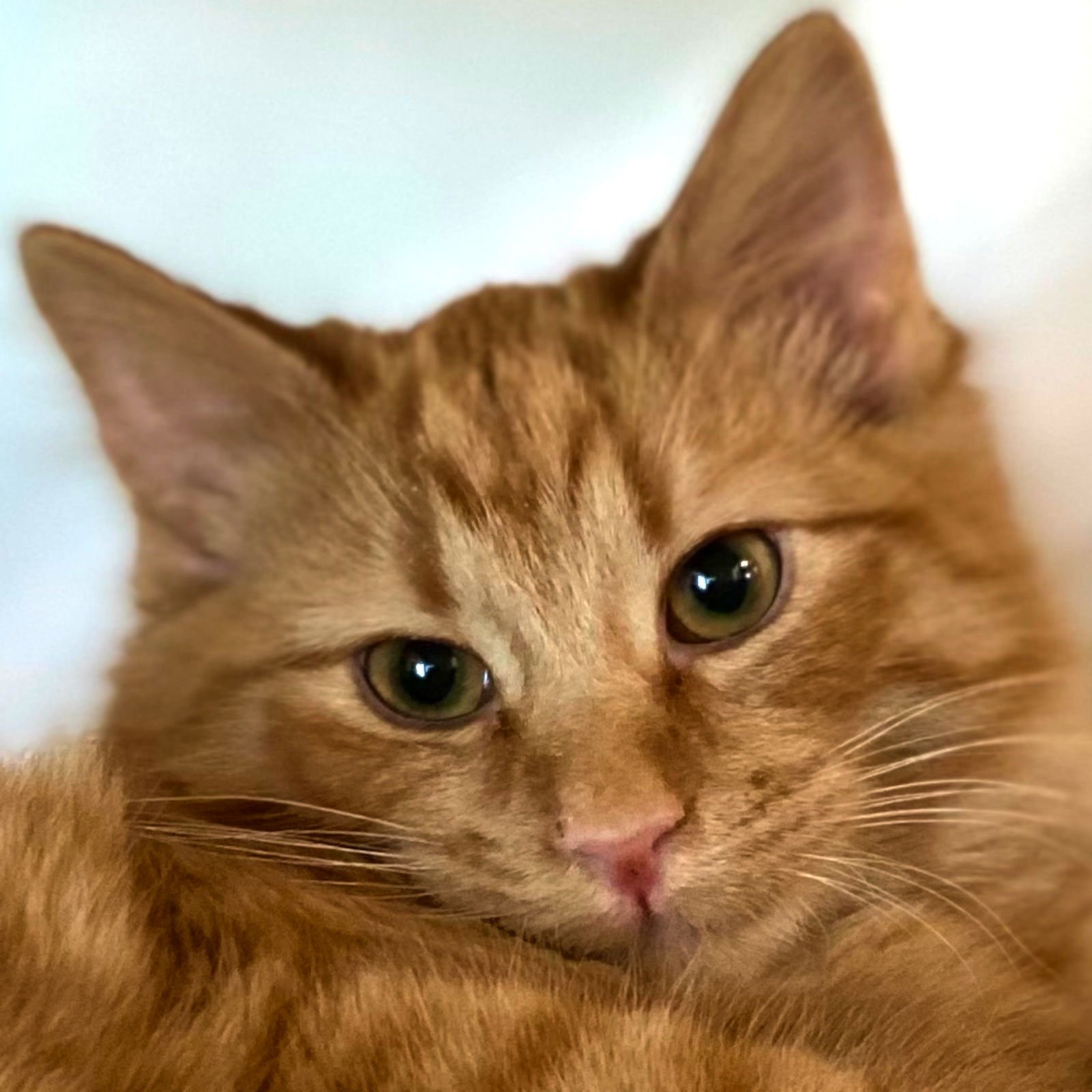 MIMOLETTE - Domestic Medium Hair available for adoption