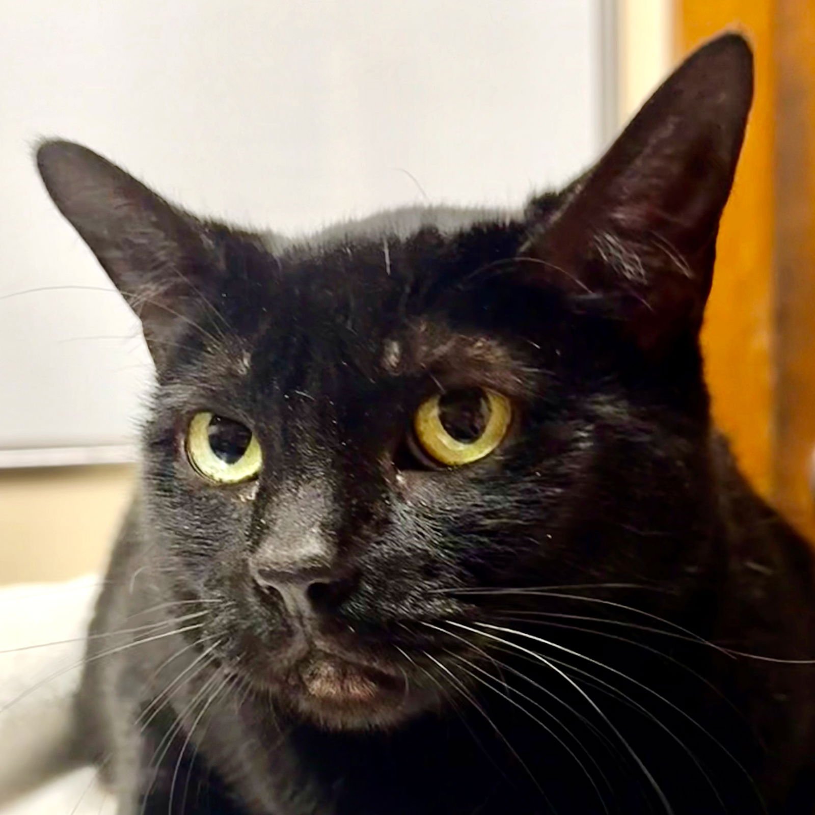 GEORGE - Domestic Short Hair available for adoption