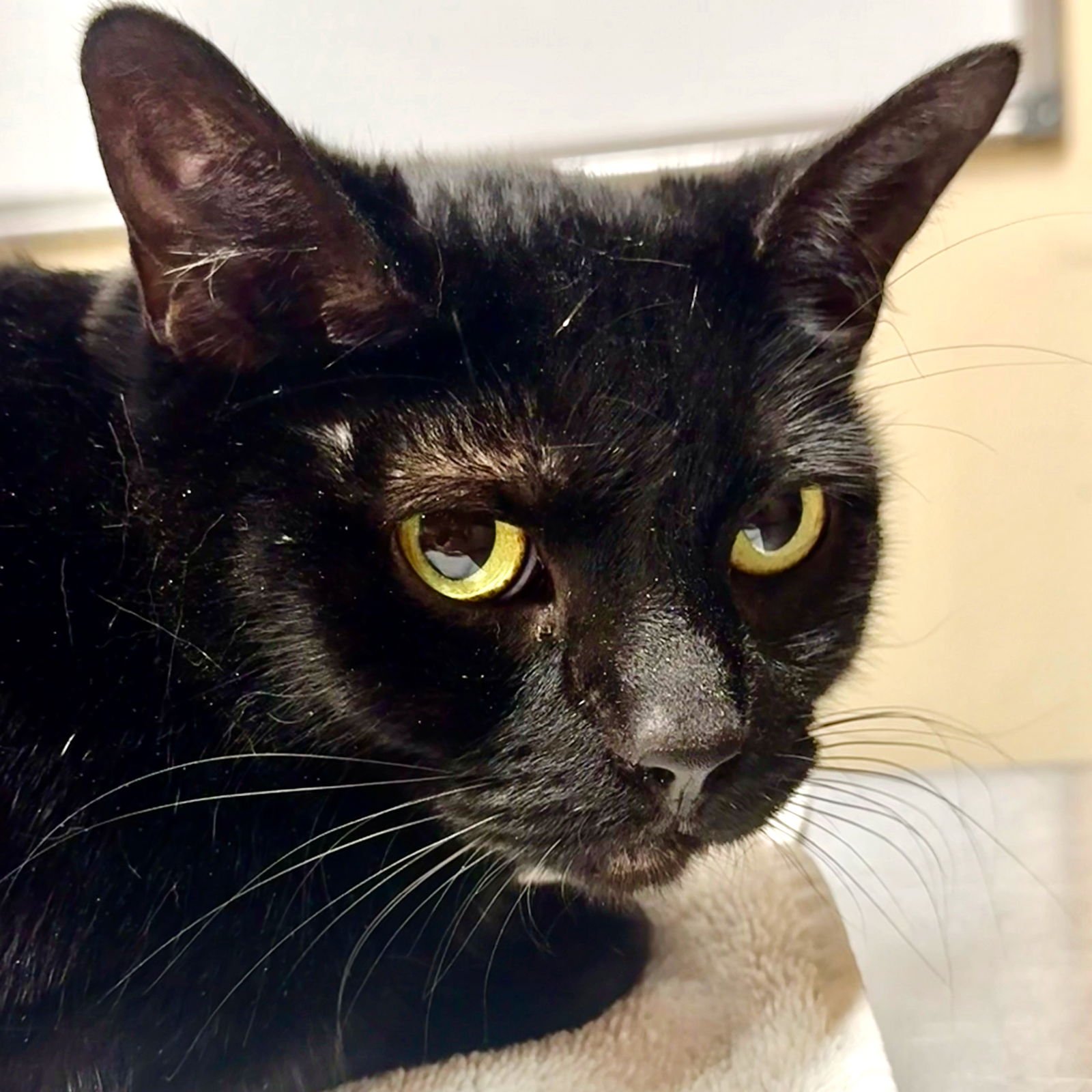 GEORGE - Domestic Short Hair available for adoption