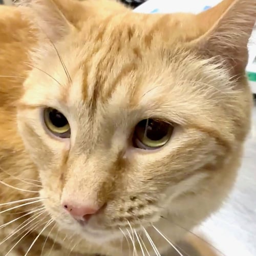 YES CHEF [AND CARMY] - Domestic Short Hair available for adoption