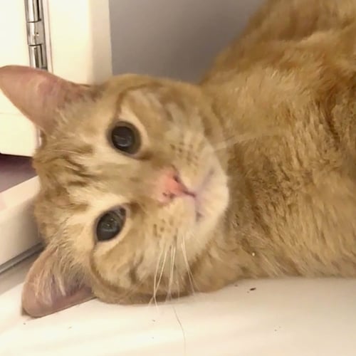 YES CHEF [AND CARMY] - Domestic Short Hair available for adoption