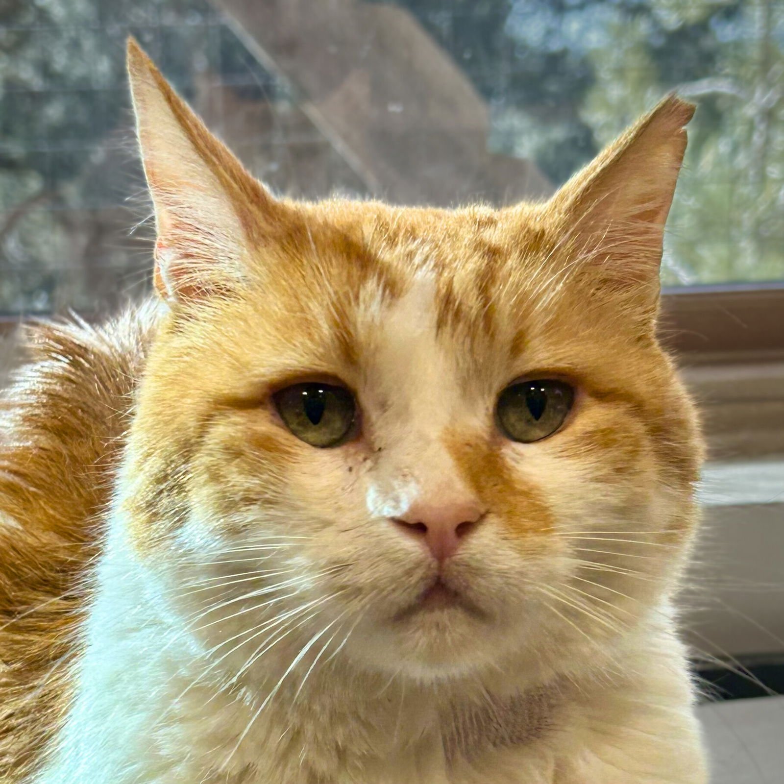 TIO - Domestic Short Hair available for adoption