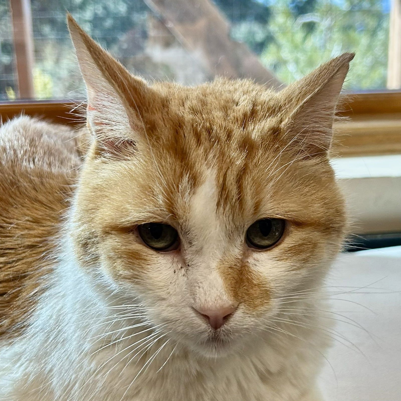 TIO - Domestic Short Hair available for adoption