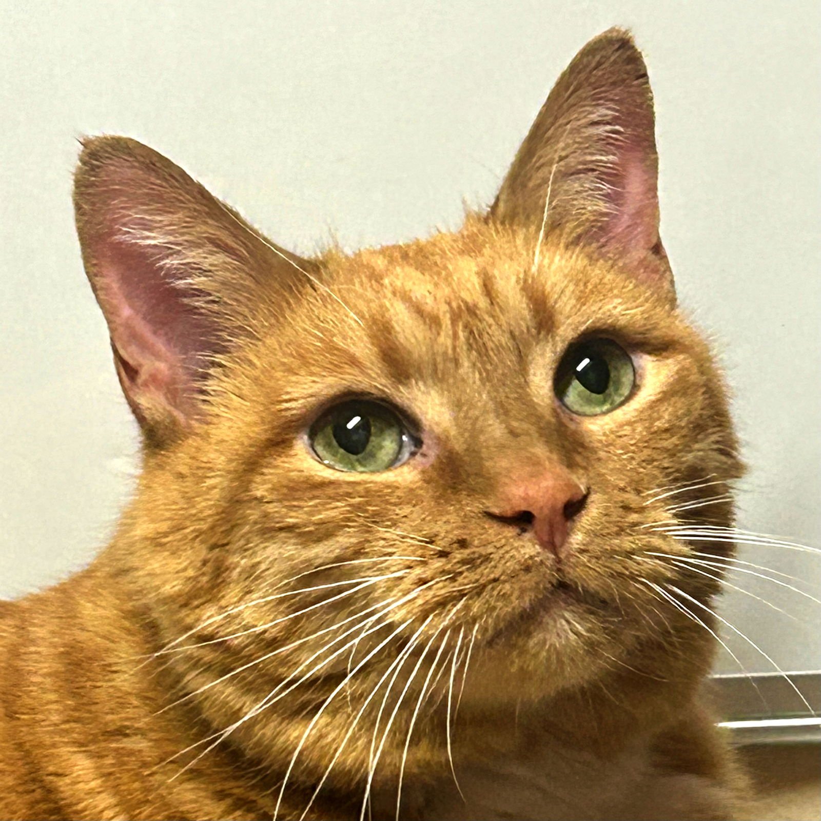 GUS - Domestic Short Hair available for adoption