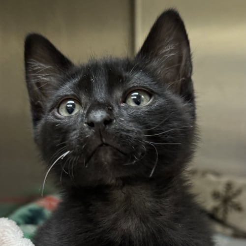 GRIM - Domestic Short Hair available for adoption