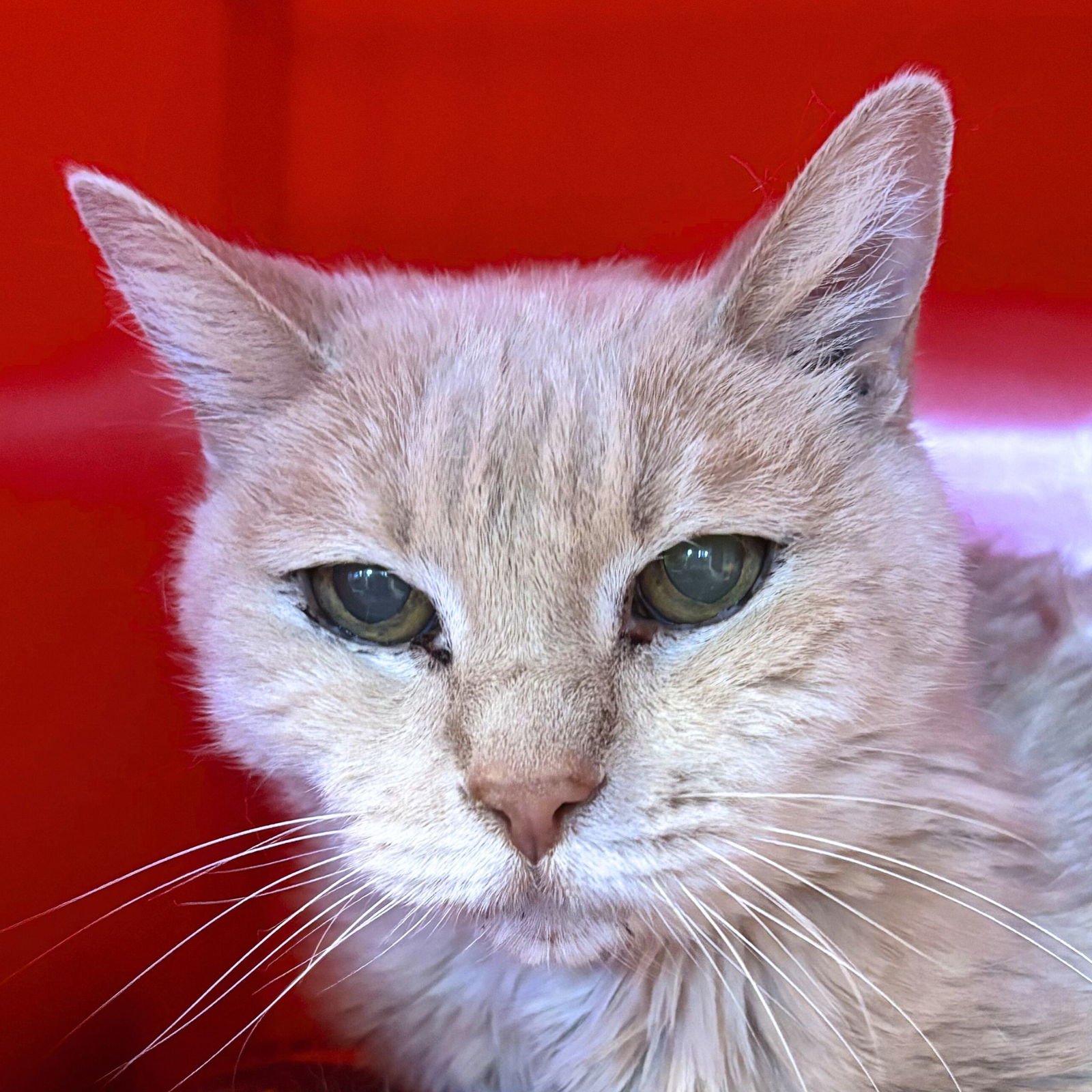 BEIJEY [PERMANENT FOSTER] - Tabby / Domestic Short Hair available for adoption