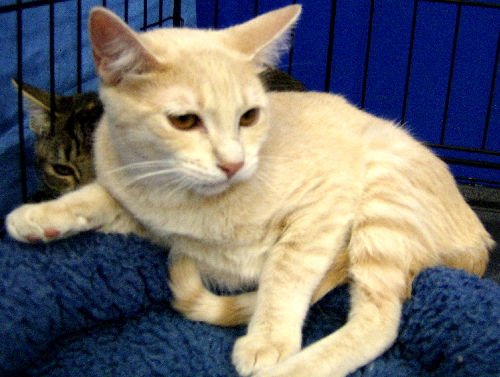 BEIJEY [PERMANENT FOSTER] - Tabby / Domestic Short Hair available for adoption