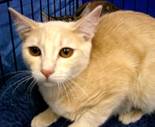 Beijey [Permanent Foster] - Photo 3