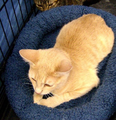 Beijey [Permanent Foster] - Photo 4