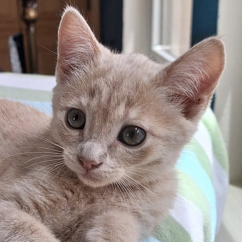 BESSIE - Domestic Short Hair available for adoption