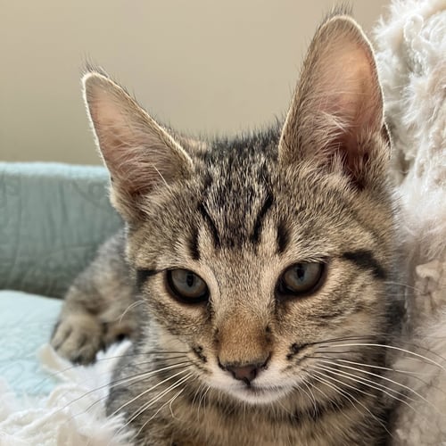 ZYRA [AND MYRA] - Domestic Short Hair available for adoption