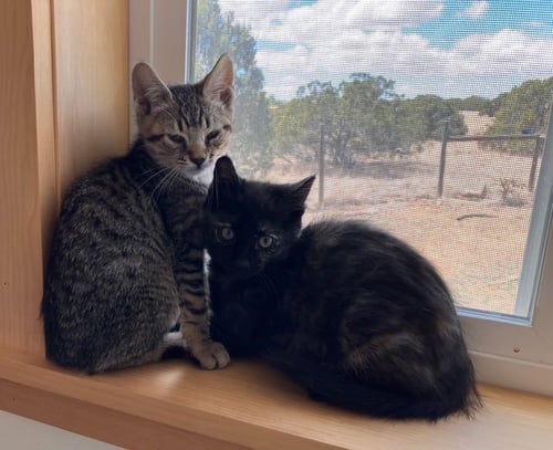 ZYRA [AND MYRA] - Domestic Short Hair available for adoption
