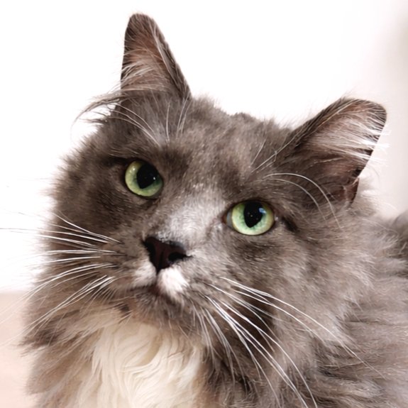 AVALON - Domestic Long Hair available for adoption