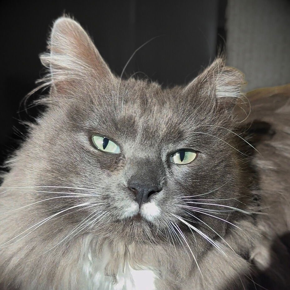 AVALON - Domestic Long Hair available for adoption